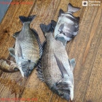 NO.1피싱샵 NO.1퍼스트 2월 27일~~ 28일 추자군도 갯바위 찌낚 조황입니다~~!! ^^