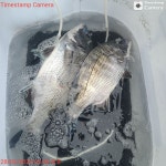 NO.1피싱샵 NO.1퍼스트 2월 27일~~ 28일 추자군도 갯바위 찌낚 조황입니다~~!! ^^