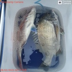 NO.1피싱샵 NO.1퍼스트 2월 27일~~ 28일 추자군도 갯바위 찌낚 조황입니다~~!! ^^