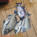 NO.1피싱샵 NO.1퍼스트 2월 27일~~ 28일 추자군도 갯바위 찌낚 조황입니다~~!! ^^