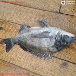 NO.1피싱샵 NO.1퍼스트 2월 27일~~ 28일 추자군도 갯바위 찌낚 조황입니다~~!! ^^