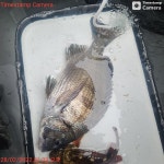 NO.1피싱샵 NO.1퍼스트 2월 27일~~ 28일 추자군도 갯바위 찌낚 조황입니다~~!! ^^