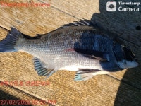 NO.1피싱샵 NO.1퍼스트 2월 27일~~ 28일 추자군도 갯바위 찌낚 조황입니다~~!! ^^