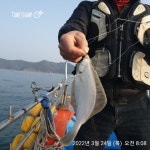 해상월 ᆢ봄도다리 왕도다리 팍팍합니다!!