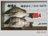 해금강 태성호 감성돔 소식