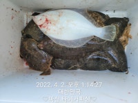 구산면 타이거 도다리
