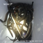 해상월 ᆢ맛있는 돌장어 조황임니다!!