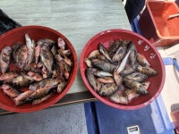 ■삼천포 황금호■ 뽈락 조황입니다.