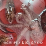 도다리.갑오징어.성대.장어.문어.조황.쭈꾸미.