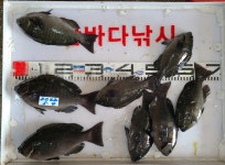 가덕한바다낚시조황