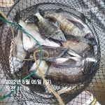 《통영 공룡호》감성돔흘림 터지고 빠지고 55,48이하 마리수