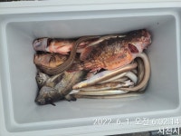 삼천포 산분령 유료 낚시터 6/1 조황현황