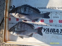 척포)최선장~아쉬운 대물 5짜,4짜외 마릿수로~~