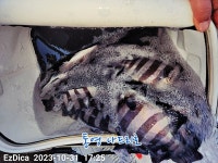 연화도/우도...뻰찌..여전히 수두룩..