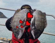 목) 덕우도,황제도 덩치급 감성돔 마릿수 조황 ^^