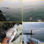 가덕 천성 물여 다녀왔습니다.