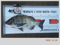 해금강 감성돔 49-47-46-46 외 잔당들