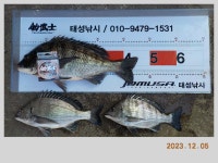 해금강 51 / 47 / 46 Cm 외 감성돔 소식