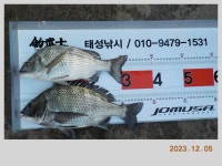 해금강 51 / 47 / 46 Cm 외 감성돔 소식