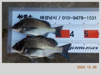 해금강 51 / 47 / 46 Cm 외 감성돔 소식