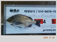 해금강 51 / 47 / 46 Cm 외 감성돔 소식