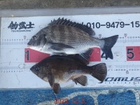 해금강 51 / 47 / 46 Cm 외 감성돔 소식