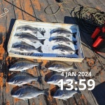 참돔68외감성돔4짜3짜마릿수조황