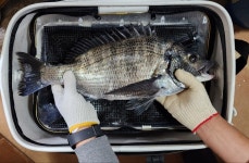 다대포 감성돔4짜포항.학꽁치(지난조황)