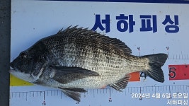 통영 서하호 49, 45, 42 카고 조황입니다.
