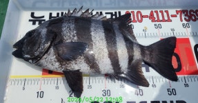 핫 국도 핫 국도