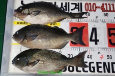 "소지도"& 구을비도 ("긴꼬리" "폭풍" 입질 "돌돔" 굿) '소지도'& 구을비도 ('긴꼬리' '폭풍' 입질 '돌돔' 굿)