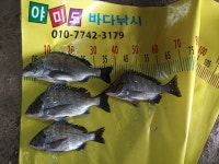 (야미도바다낚시)갯바위 조황입니다
