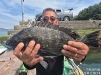 《감성돔》45외4짜4짜4짜 마릿수~대물들 10방이상 팅 팅~