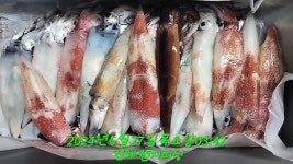 천지호 왕한치 드디어 터지나!!(금요일 예약가능)