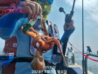 돌문어 오전,오후반으로 출항합니다 끈적한손맛보러오세요 오늘 오후반 자리여유