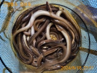 등대호 야간 돌장어 조황입니다