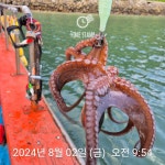 문어 장원 14마리!
