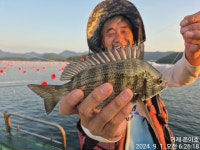 《감성돔》감성돔 마릿수 퍽 퍽~주말 조황.