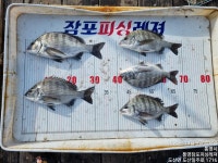 [통영잠포피싱레져] 10월 09일 감성돔 42포함 마리수