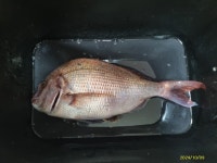 척포)최선장~감시~참돈~뻰찌 소식으로~~