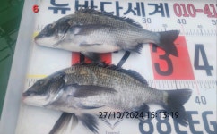감성돔 .. (대풍년) 잔치가 벌어지고 있네요 감성돔 .. (대풍년) 잔치가 벌어지고 있네요