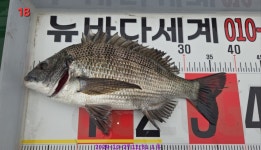 감성돔 .. (대풍년) 잔치가 벌어지고 있네요 감성돔 .. (대풍년) 잔치가 벌어지고 있네요