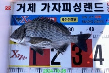 감성돔 .. (대풍년) 잔치가 벌어지고 있네요 감성돔 .. (대풍년) 잔치가 벌어지고 있네요