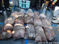 10/31(목) 임마누엘호 문어조황 군산 비응항!!