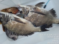 월요일 초도권 전원 손맛.