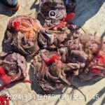 암초 포인트 문어 씨알!