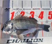 [남해 웨이브호] 11/9 감성돔조황