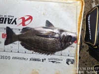 주말 조황 올려 드립니다!