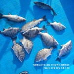 하동 신노량 청풍피싱!!