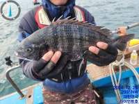 자이언트호 ( 감성돔흘림 ) 4짜급 물어 땝니다 마리수 조황